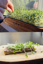 Load image into Gallery viewer, Microgreens Grow Kit