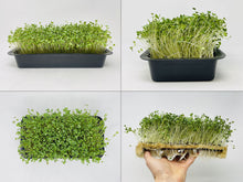 Load image into Gallery viewer, Microgreens Grow Kit