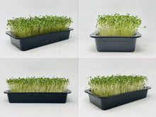 Load image into Gallery viewer, Microgreens Grow Kit